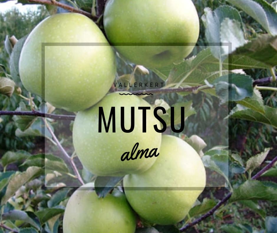 Mutsu